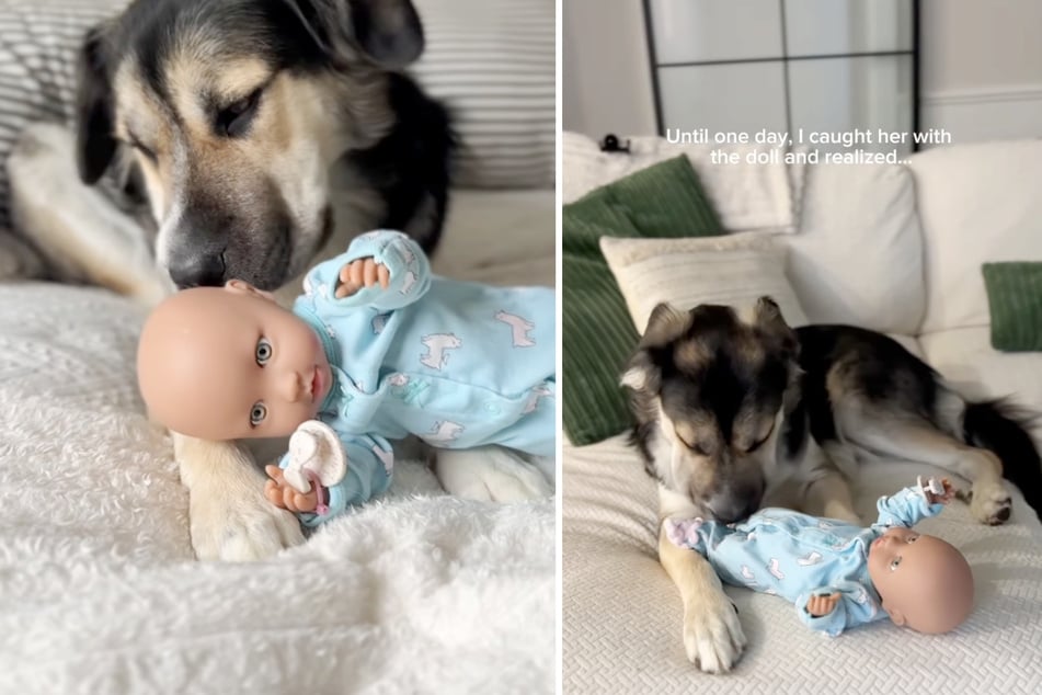 Since the baby doll was wearing the twins' old clothes and therefore smelled like them, the female dog began to take care of the toy.