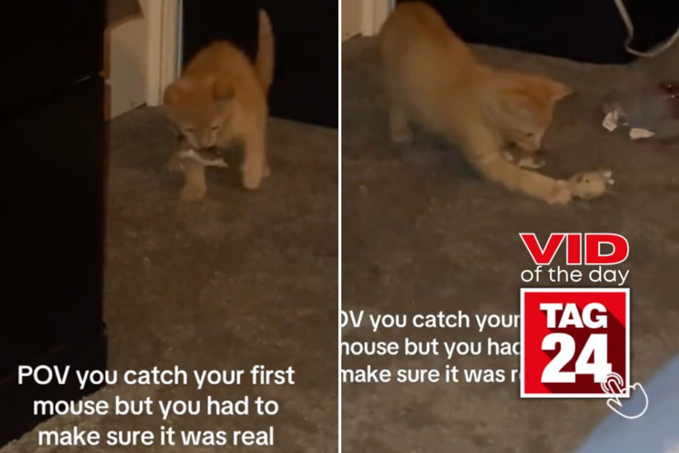 Viral Video of the Day for December 19, 2024: Cat's hilarious moment of doubt goes viral on TikTok