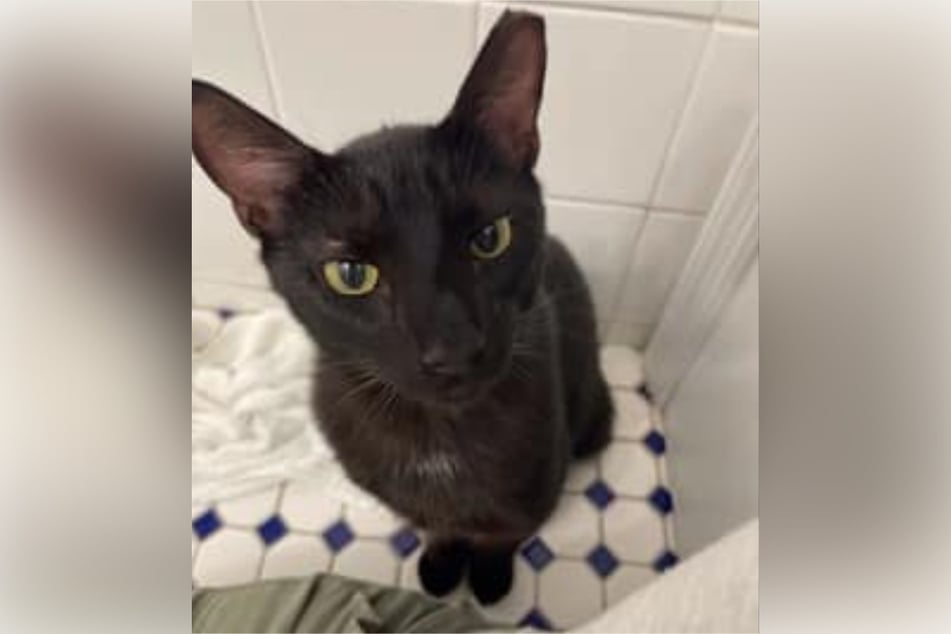 Binx looks similar to a black cat named Thackery Binx from the Disney film, Hocus Pocus.