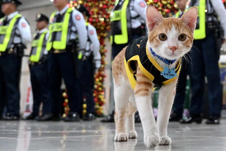 Security cat goes on "Paw Patrol" to hold down the fort
