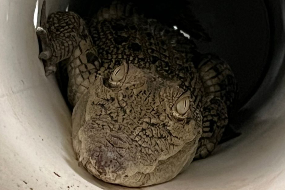 The crocodile got pulled from the chicken coop and taken to the DESI facilities in a PVC tube.