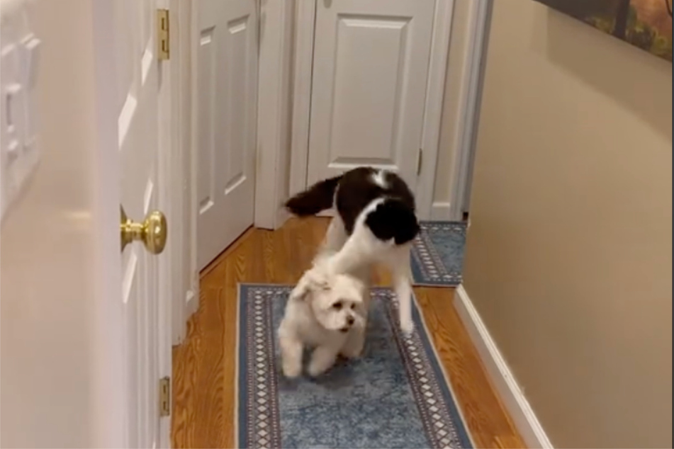 Sunny the Maltese and Max the rescue cat are two bundles of energy that TikTok just can't get enough of.
