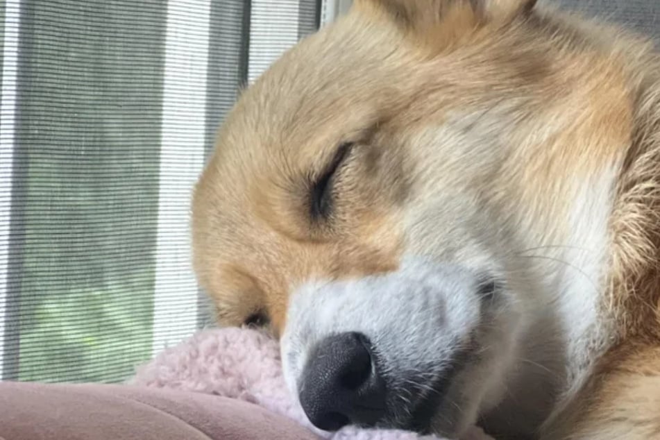 Corgi dog's sweet naptime smile melts hearts online