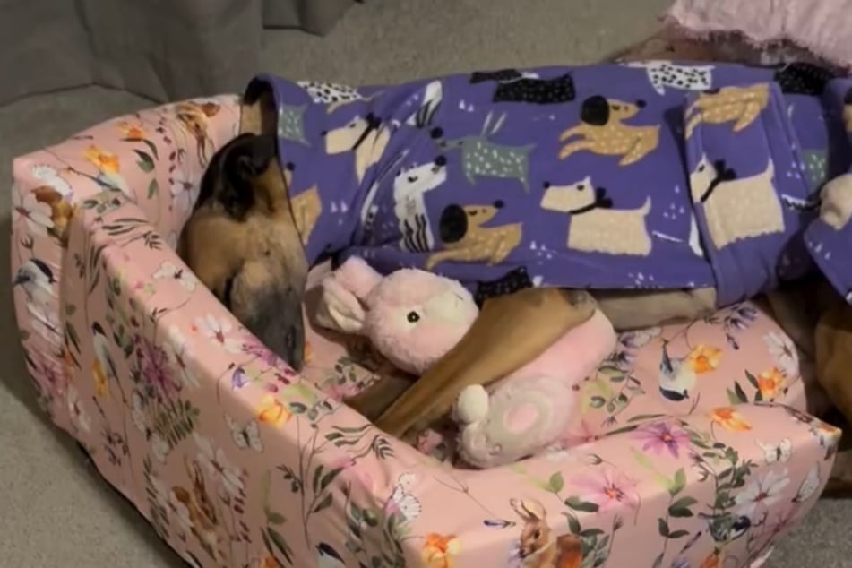 Poppy the dog needed her Pink bunny to feel safe in her new home.