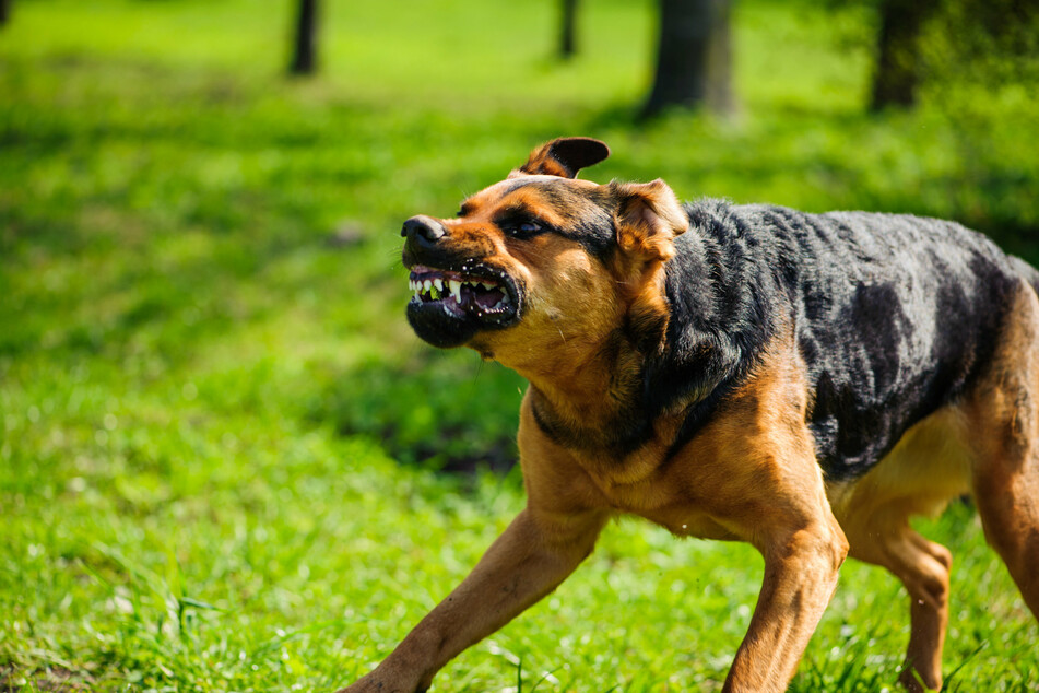 Young Texas girl dies after horrific dog attack