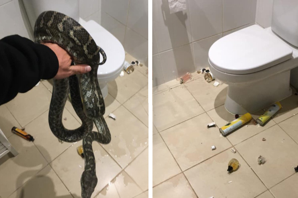 Family hears noise in bathroom at night and is horrified by what they find