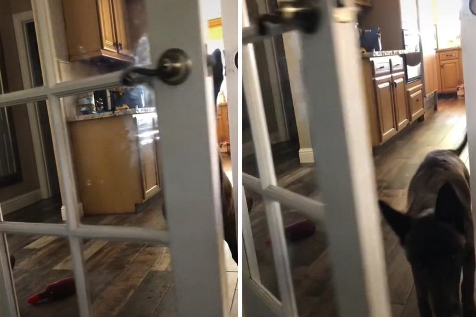 Opening doors is no longer a problem for Mila the dog, either.