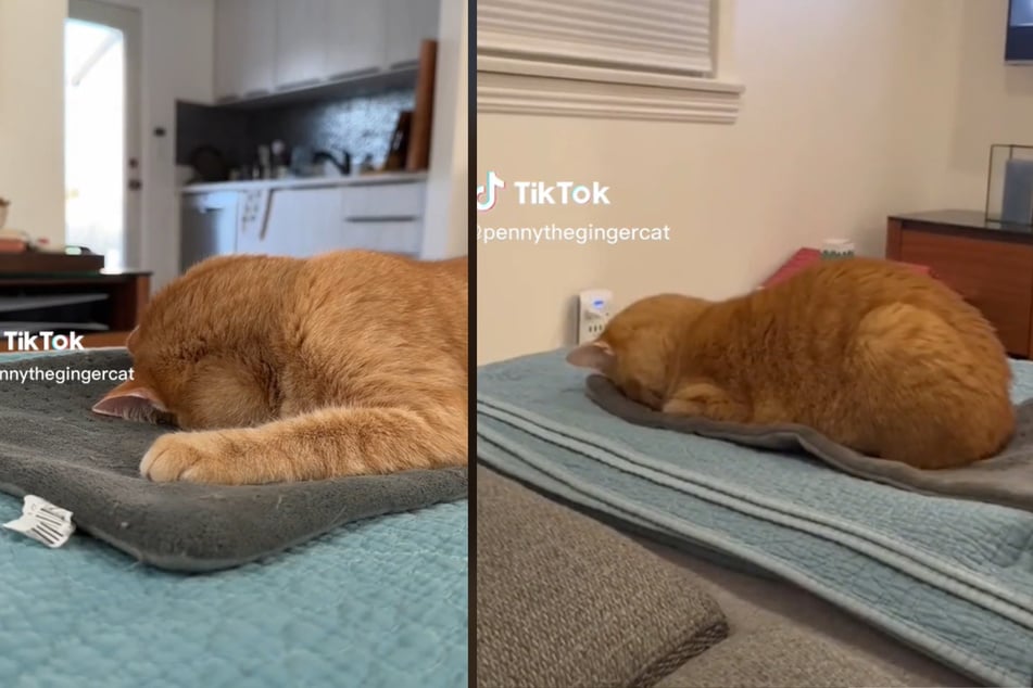 Penny the cat prefers to sleep with her head snuggled in the blanket.