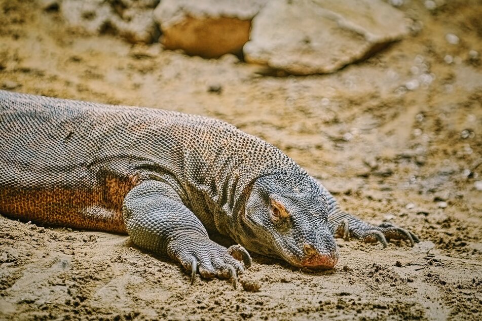 A giant monitor lizard like this one stoked fear and laughter in a supermarket in Thailand.