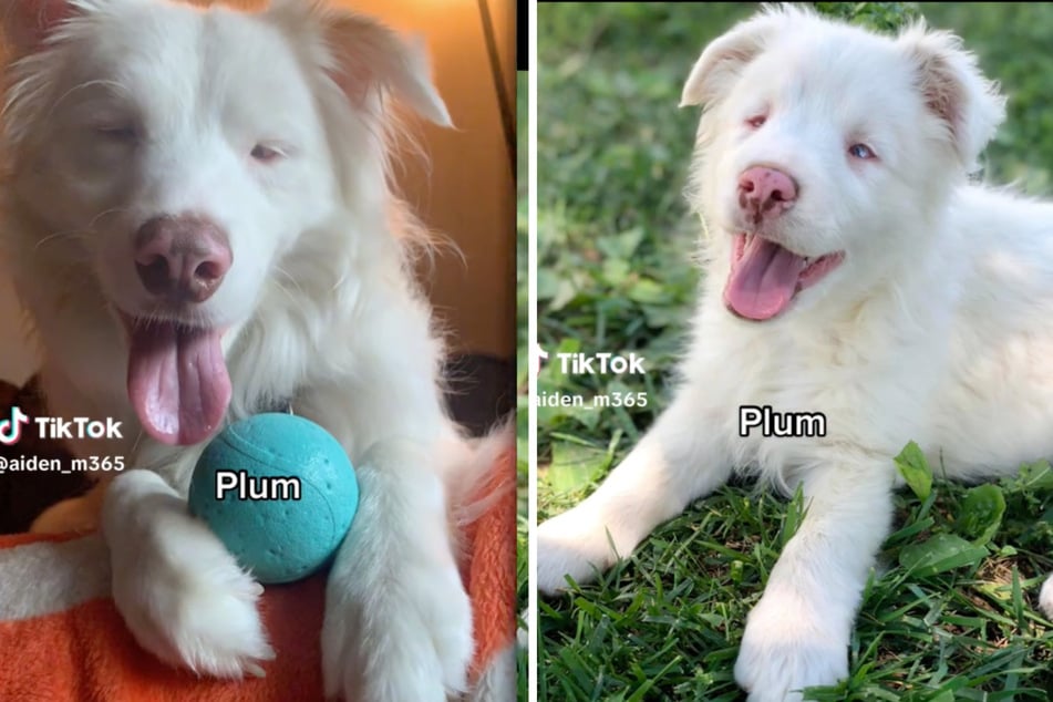 Aiden says that Plum is super independent despite her disabilities.