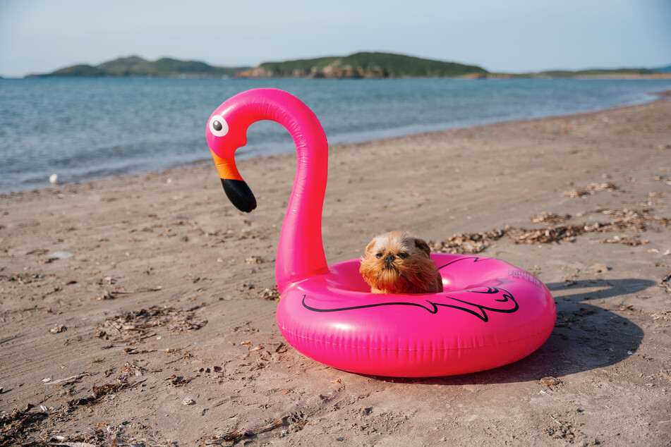 This Brussels griffon might be at the beach, but it seems like it doesn't want to be.