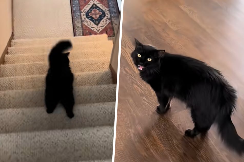 Knuckles the cat always takes his owner to the same place, where he always wants to do the same thing... this kitty is born to run!