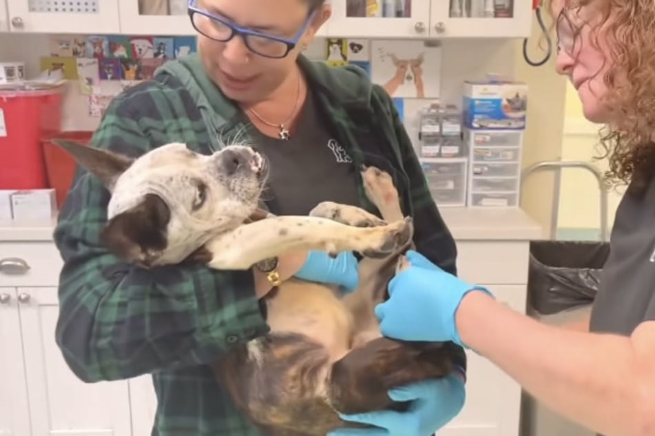 The four-legged friend is now being taken care of by the Humane Society of Broward County in hopes he can be adopted.