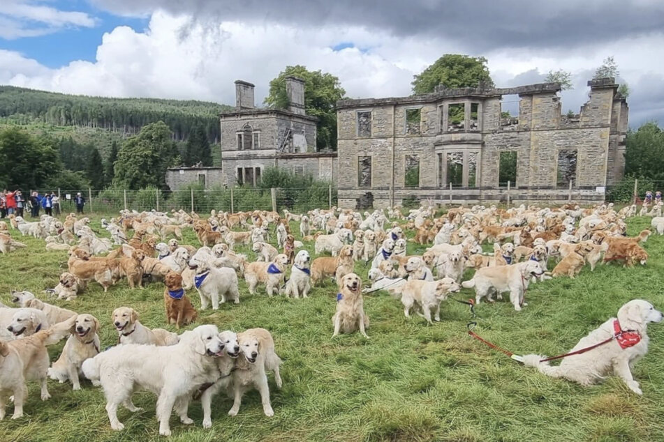 Hundreds of golden retrievers gather for historic celebration