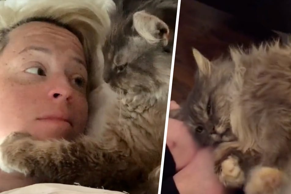 Cat was locked in a tiny cage for 12 years – her first night of freedom is melting hearts