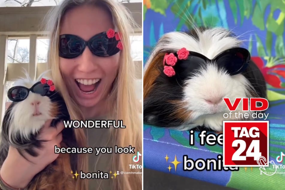 Viral Video of the Day for May 19, 2023: America's next top guinea pig?