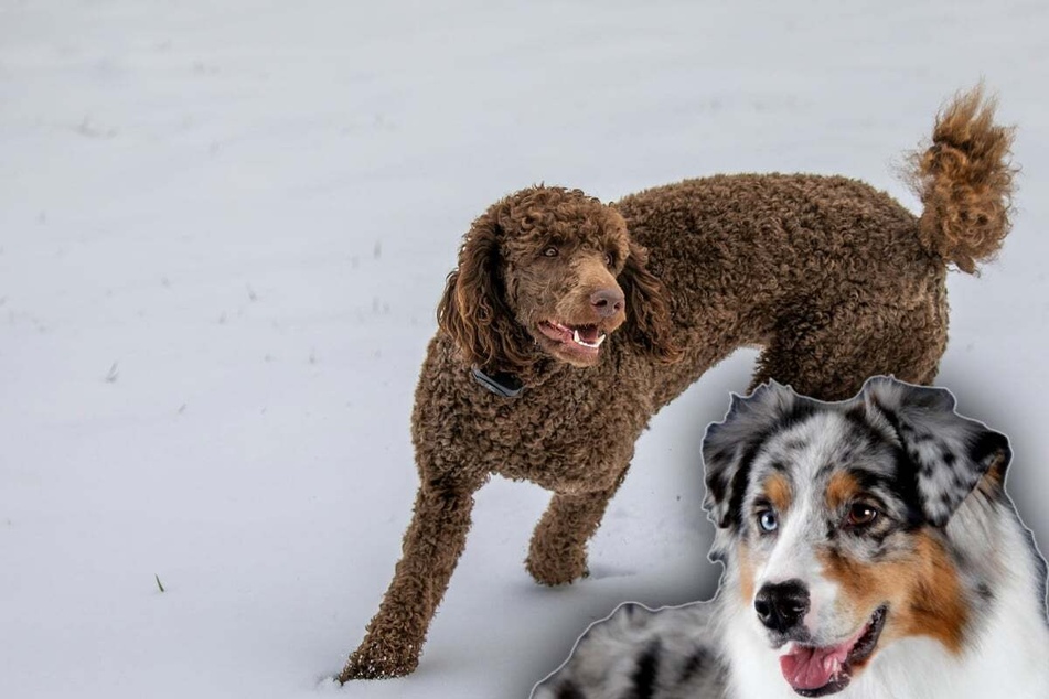 Want to know what a mix of Australian Shepherd and Poodle dogs looks like?