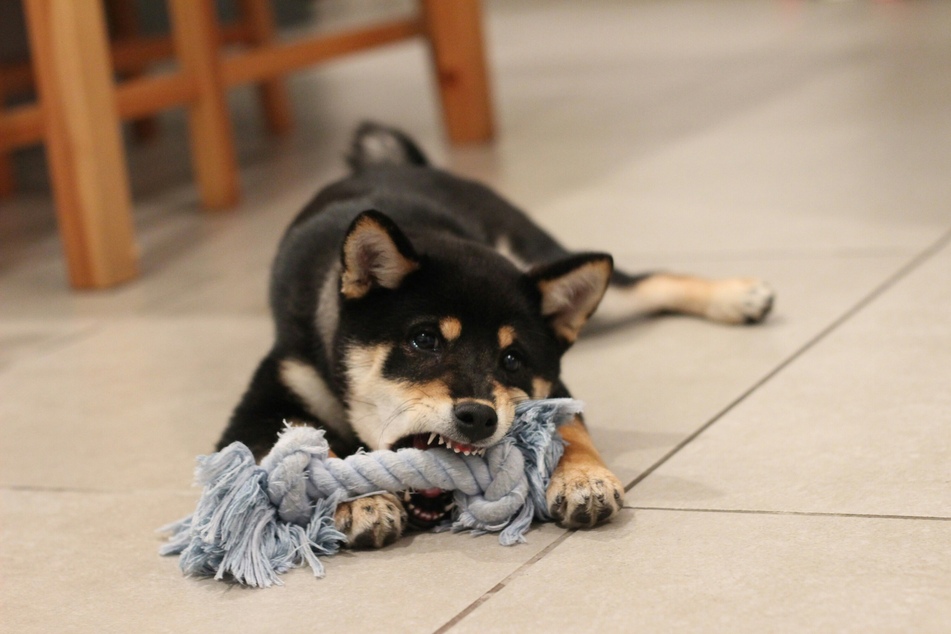 While dogs won't always bite out of anger, it is best to be careful.