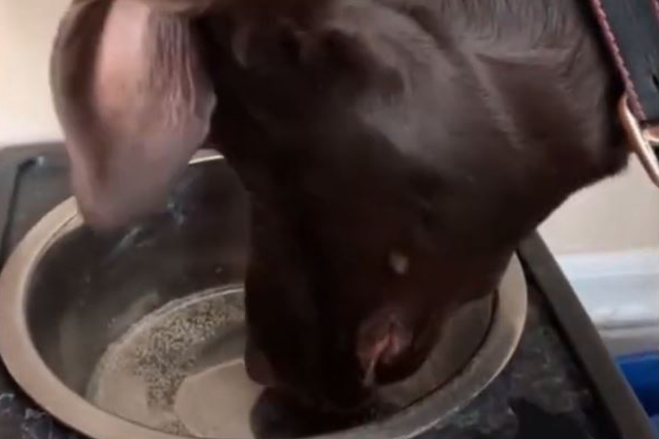 This was the moment just before this dog tried sparkling water and realized something was wrong.