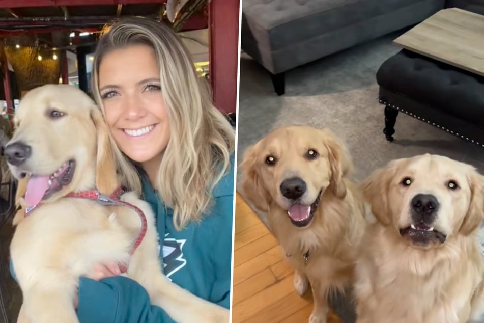 Woman leaves dogs home alone for the first time – when she returns, she can hardly believe her eyes