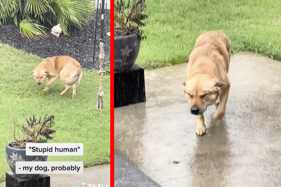 The four-legged friend quickly realized that it was raining and gave his owner a pointed glare.