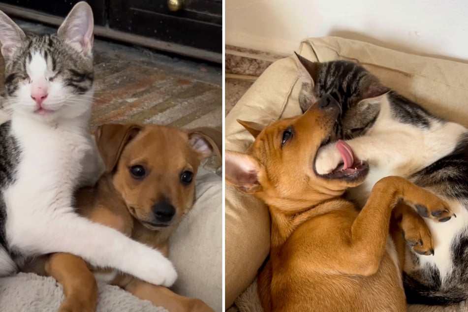 Months later, the puppy Rex moved in with them and immediately befriended Patí. To this day, the two are best friends.