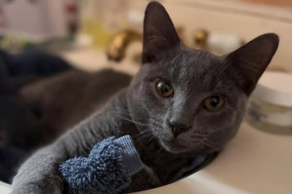 Metrocard the cat can finally relax after this ordeal.