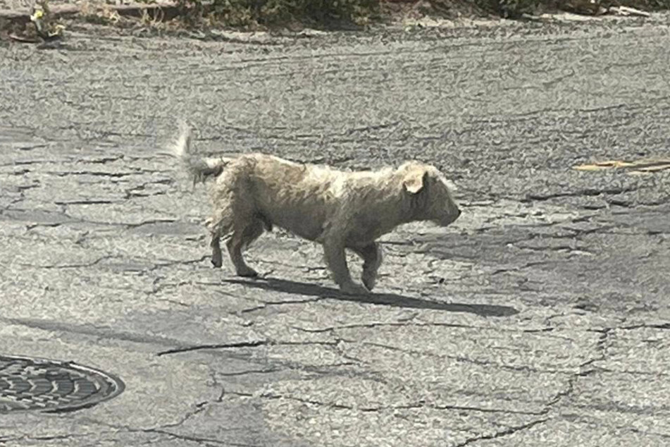 This little dog seemed to be looking for someone.