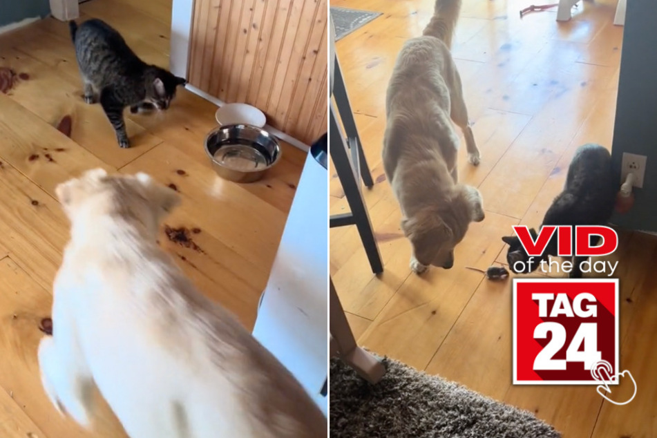 Viral Video of the Day for June 30, 2024: Dog and cat are no match for household mouse intruder!