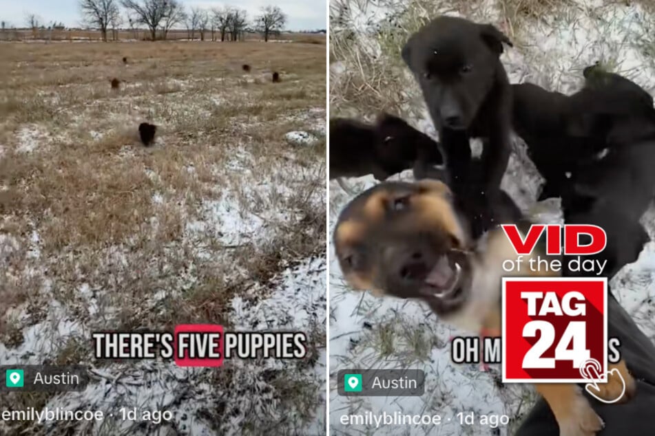 Viral Video of the Day for January 22, 2025: Woman discovers dumped puppies in brutal cold