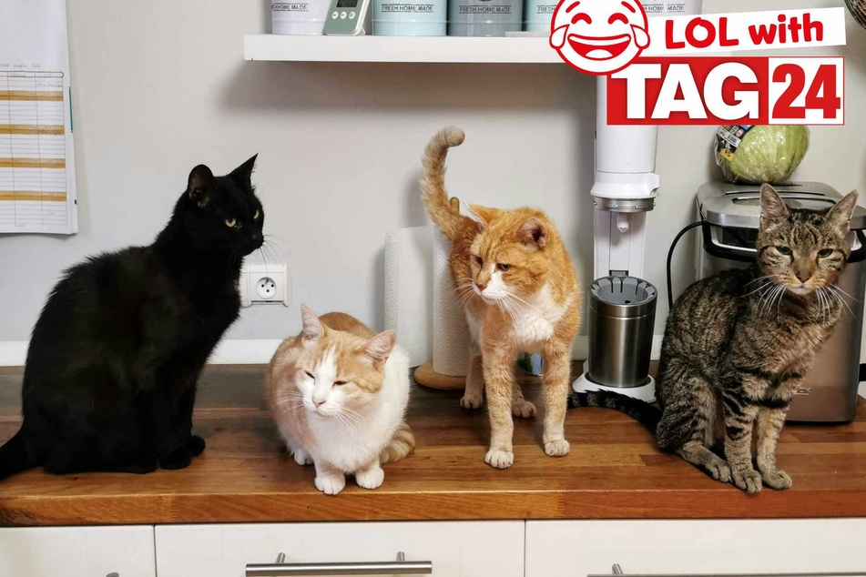 Joke of the Day for April 26, 2025: The best cat jokes for Caturday