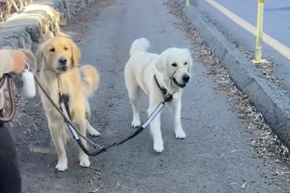 The two Golden Retrievers didn't hesitate to keep their mom safe!