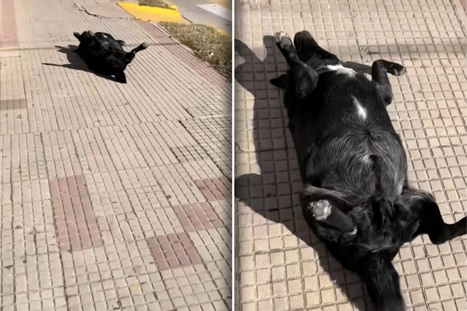 Stray dog found lying "lifeless" on the street – but as this man gets closer, all becomes clear