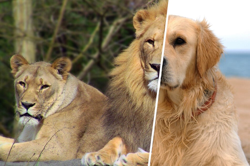 Zoo visitors are barking mad about hilariously false advertisement for lion's enclosure