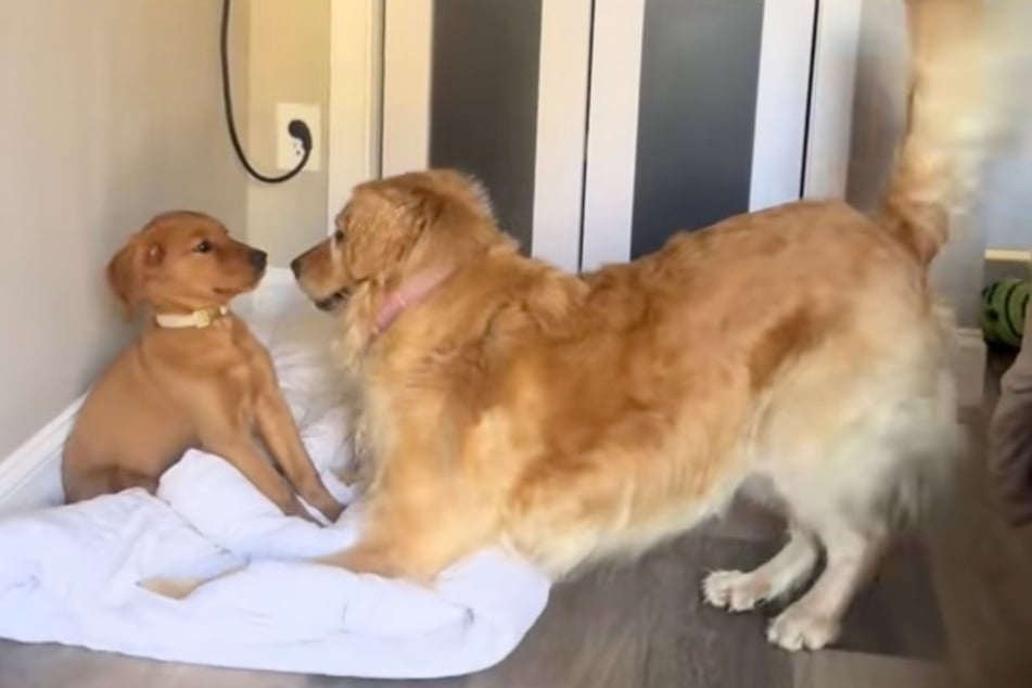 As Ellie (r.) greets her enthusiastically, little Maple seems a bit overwhelmed!