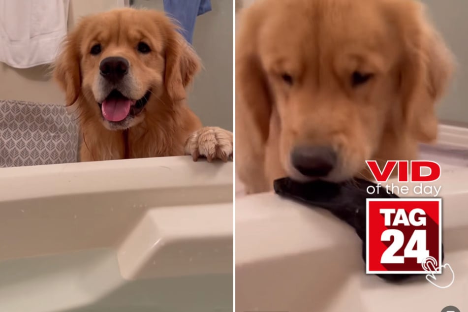 Viral Video of the Day for July 8, 2023: Dog serves up bathtime surprise