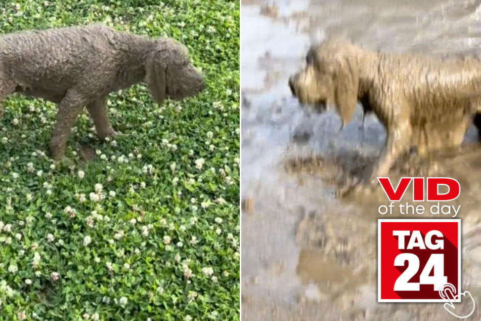 Today's Viral Video of the Day features a pup who couldn't see after splashing around in some muddy water!