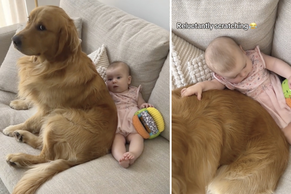The baby's curiosity eventually works in the dog's favor as the little girl begins to explore the dog's back and digs her hand into his fur.