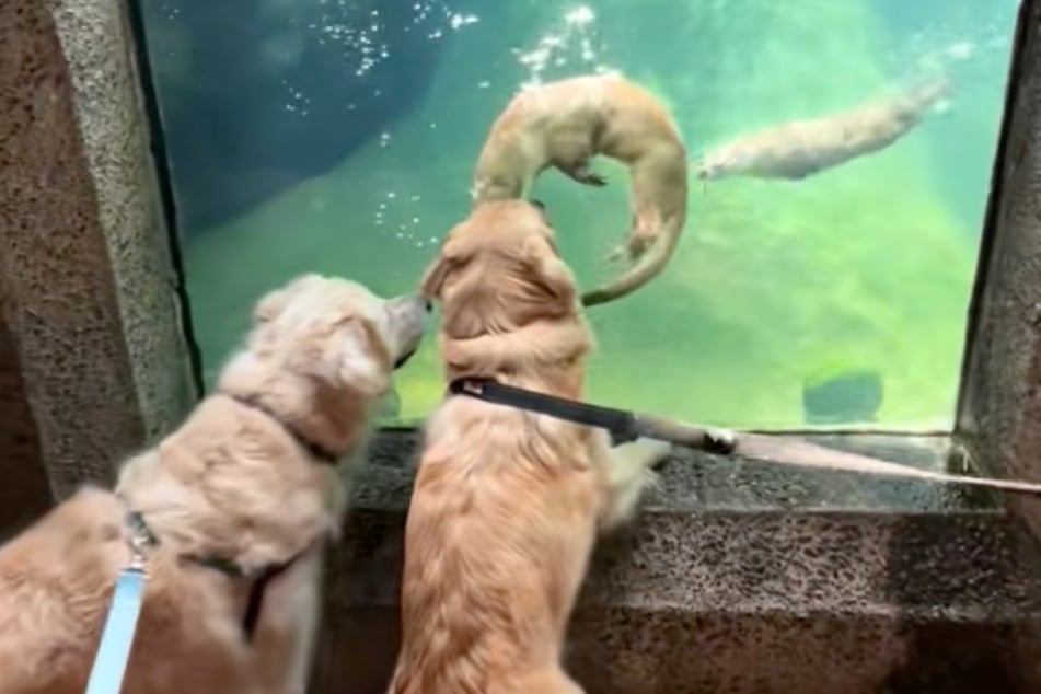 Dogs Charlie and Mollie look on spellbound at the aquarium as two otters come swimming towards them.