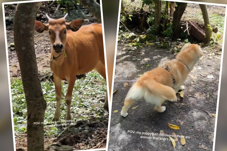 This golden retrievers reaction to seeing a cow is priceless.