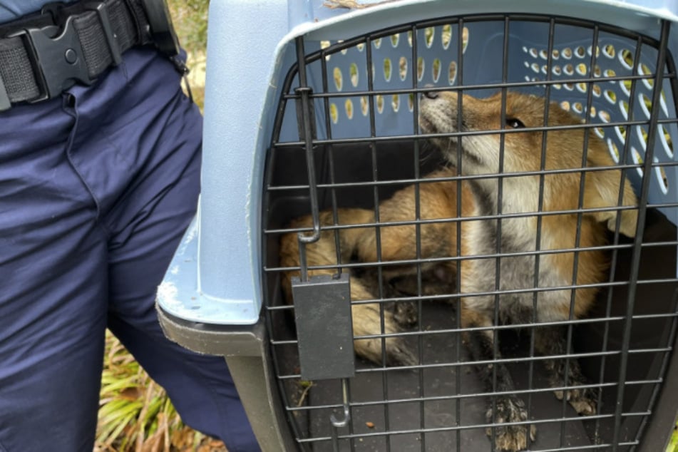 Fox that bit a journalist and lawmaker in DC tests positive for rabies