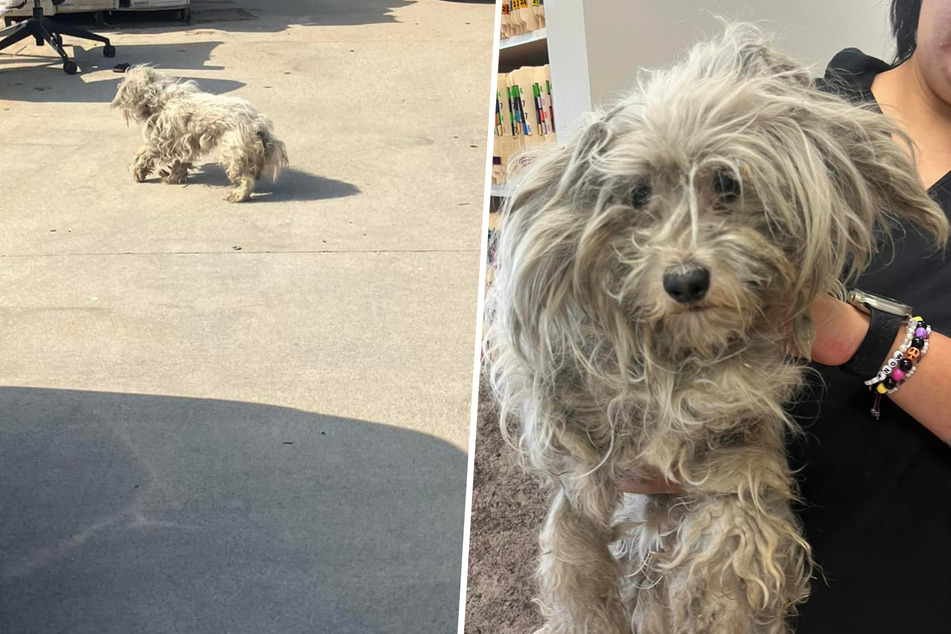Stray dog completely transforms after some tender loving care