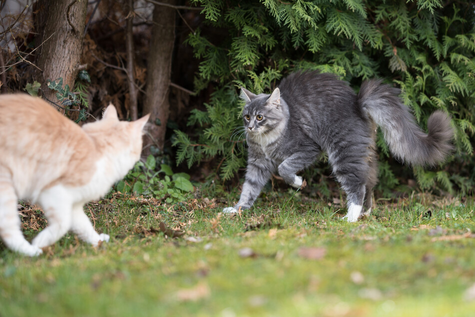 In threatening situations, cats hunch over to appear larger and more frightening.