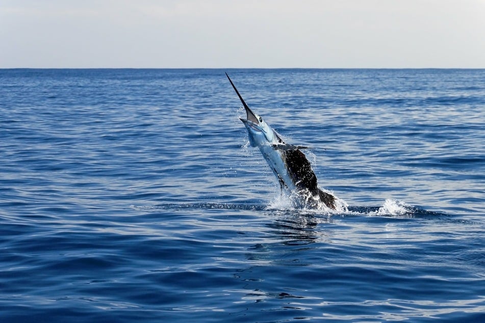 Sailfish can weigh up to 220 pounds and are said to be the fastest fish in the ocean (stock image).