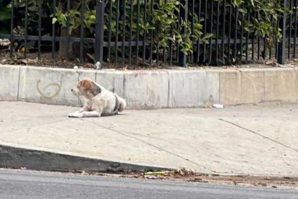 Little Bruno waited faithfully for his owners for about two months.