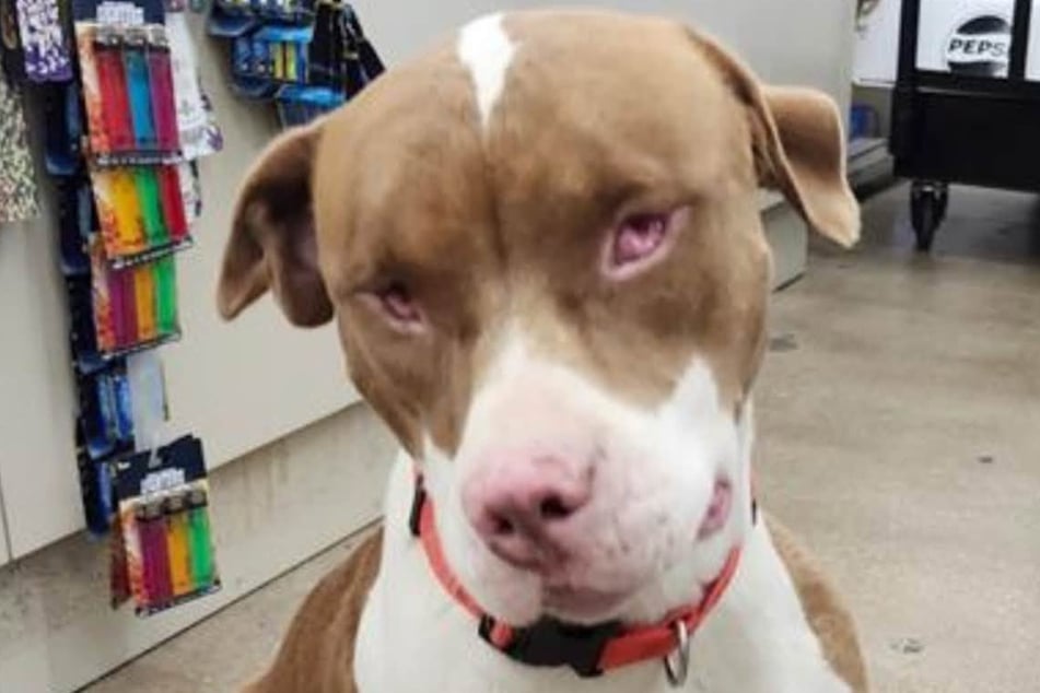 Stevie the dog doesn't have any eyes.