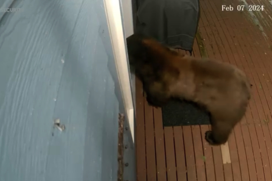 Luckily, this bear didn't fit in the doggie door!
