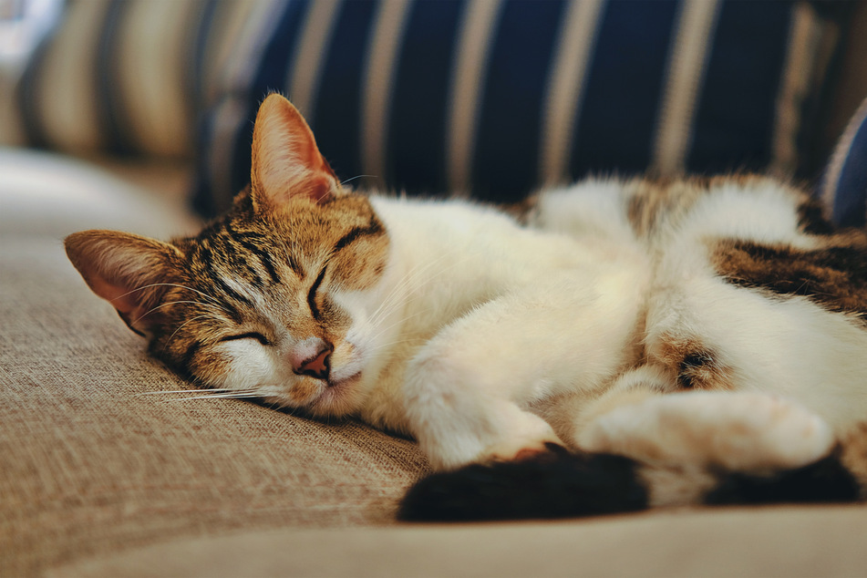 Domestic shorthairs are some of the most common kitties in the world.