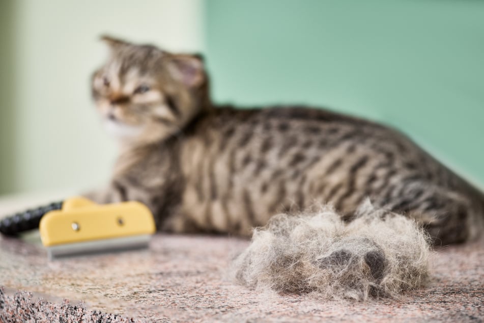 Regular brushing is the best way to prevent matted fur, as well as a high quality grooming regime.