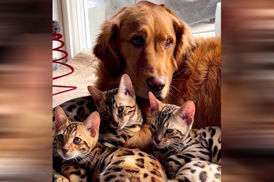 Charlie and the cats have struck up an inseparable bond.
